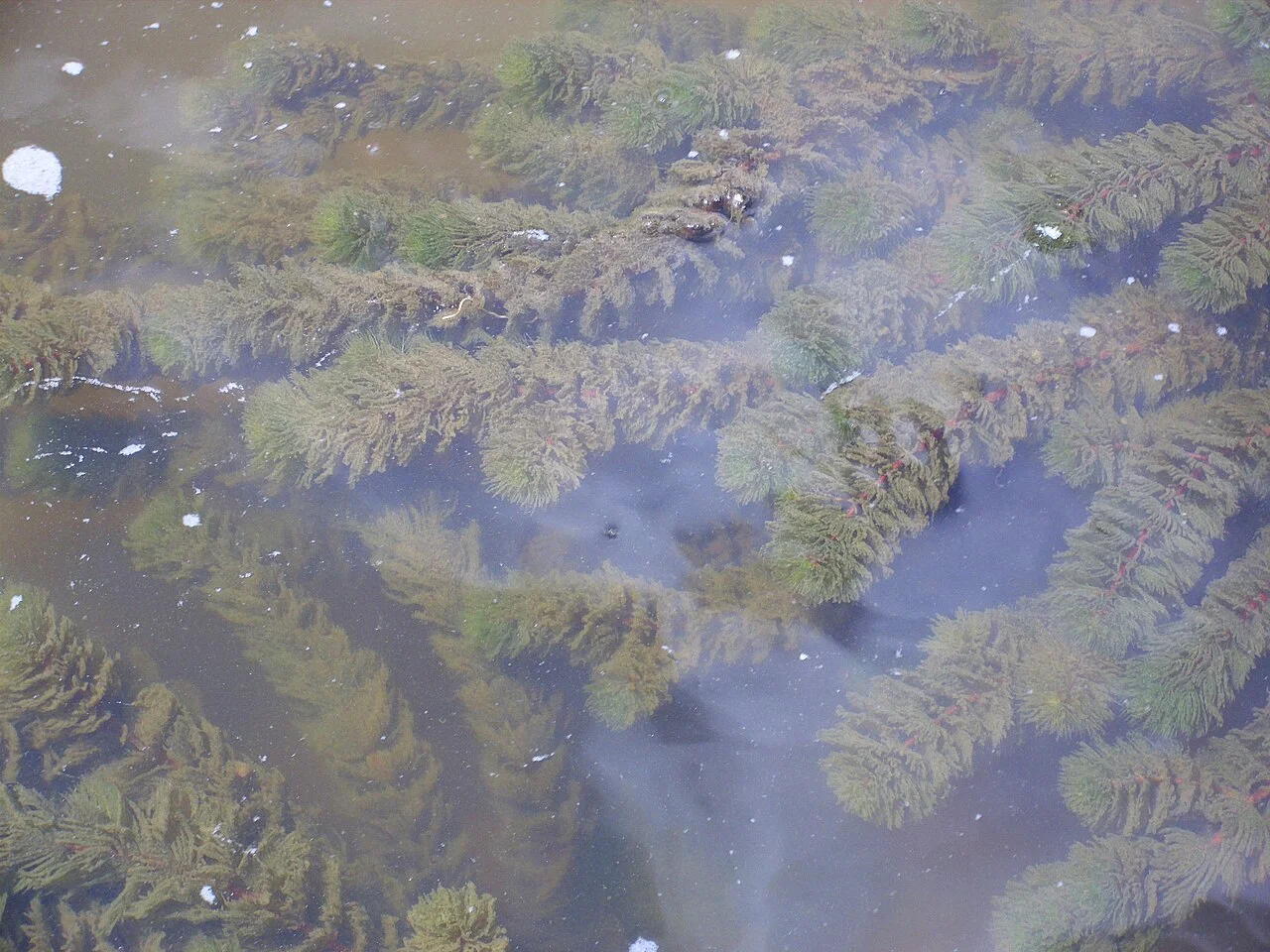 Cornifle immergé