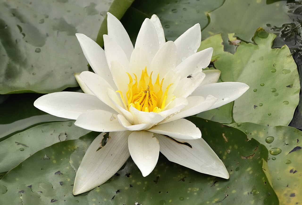 Nénuphar blanc
