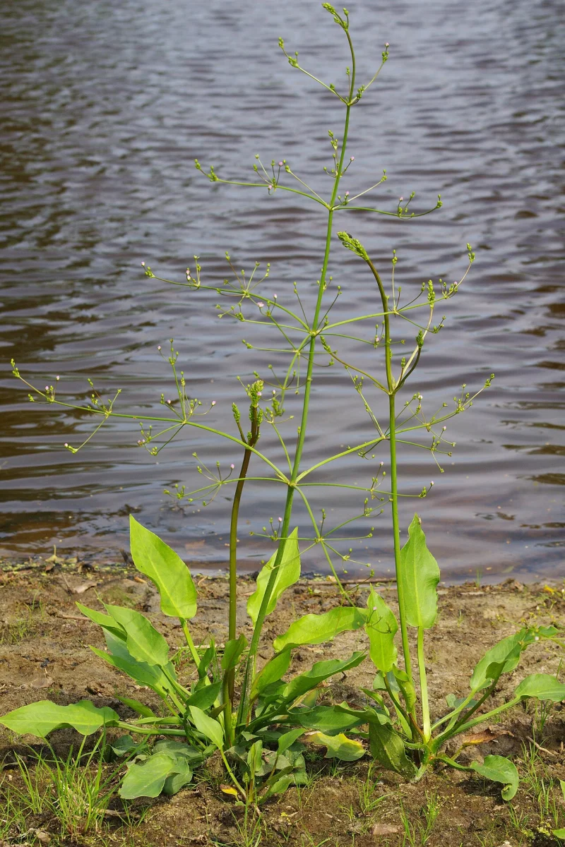 Plantain d'eau