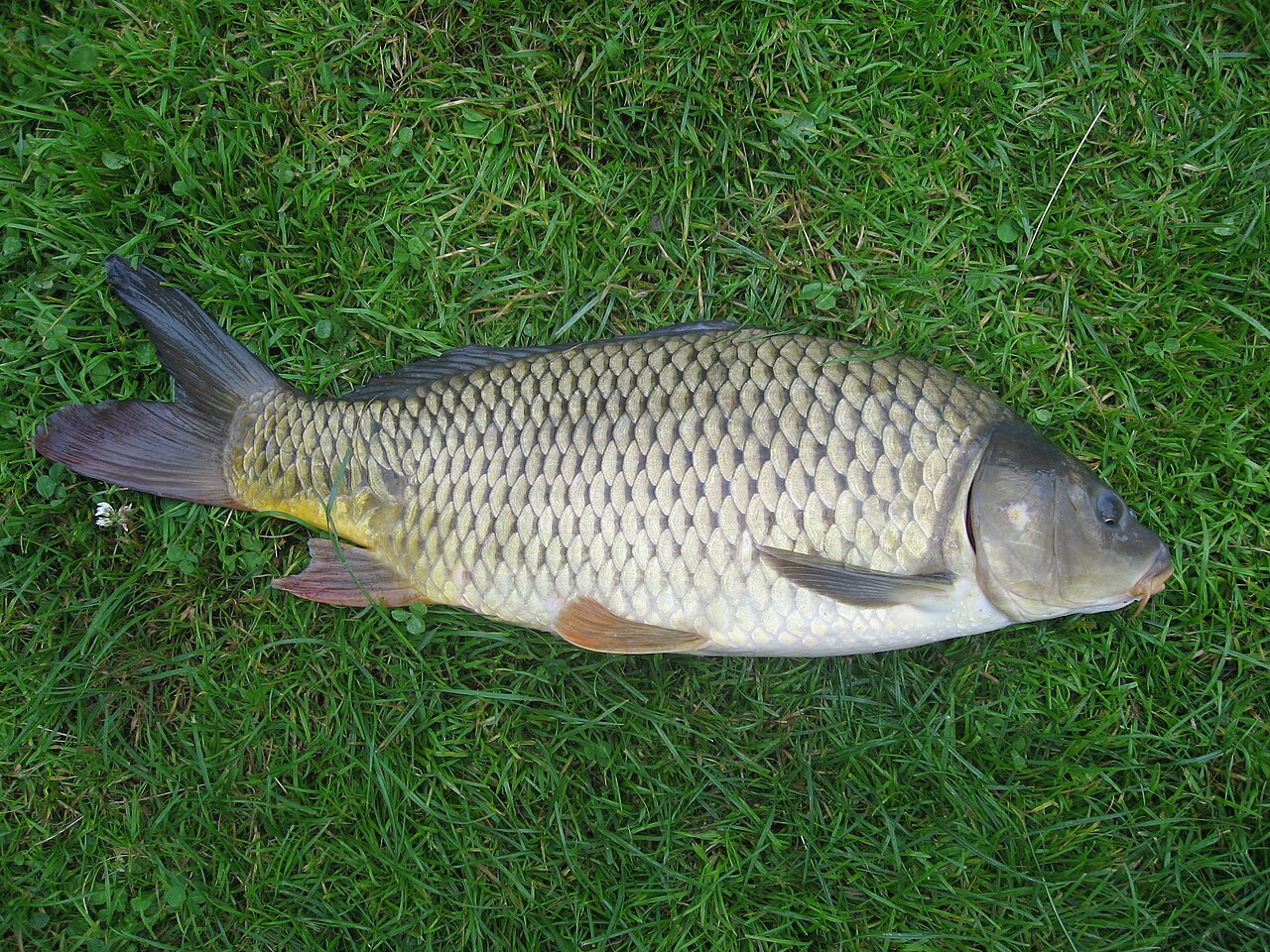 Carpe koï